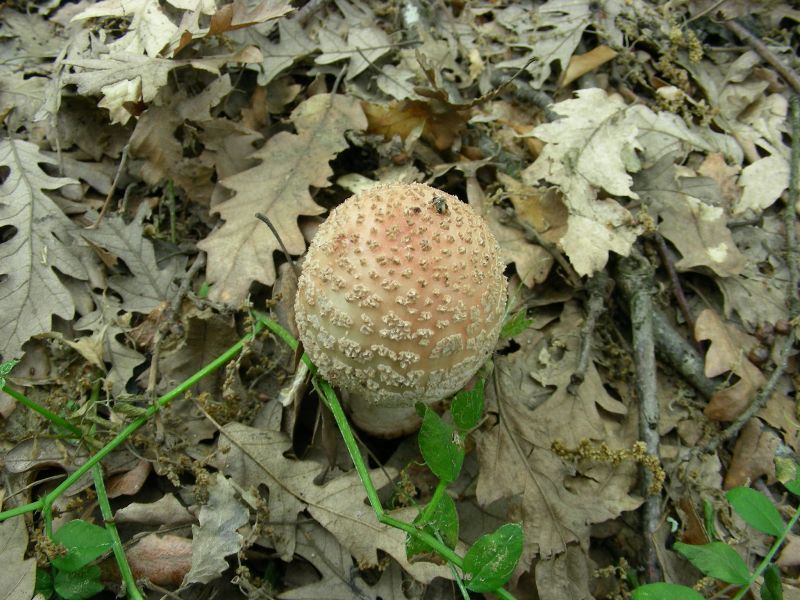 5) Fotografati il 12.06.2012. sotto Quercia (bosco asciutto)